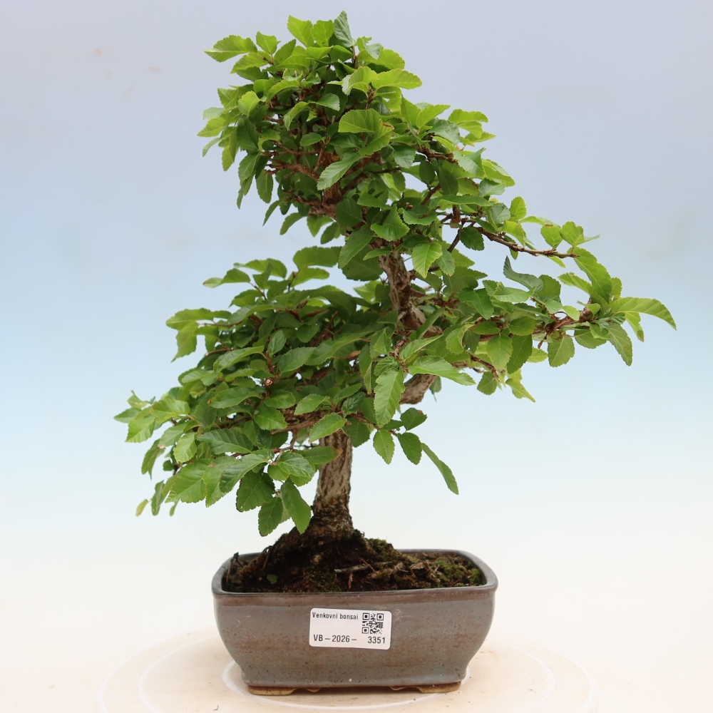Kültéri bonsai -Carpinus Coreana - Koreai gyertyánfa
