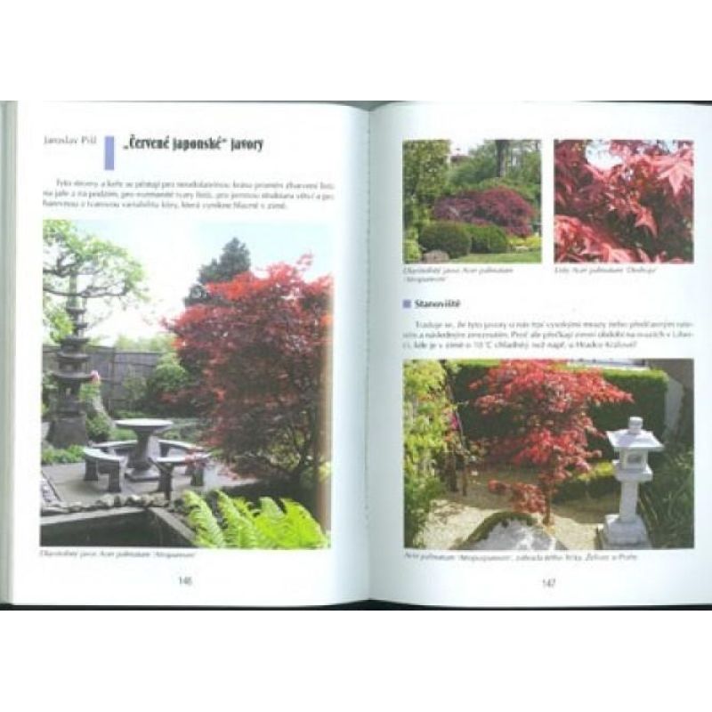 Könyv bonsai nem csak a panelházban