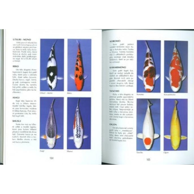 Könyv bonsai nem csak a panelházban