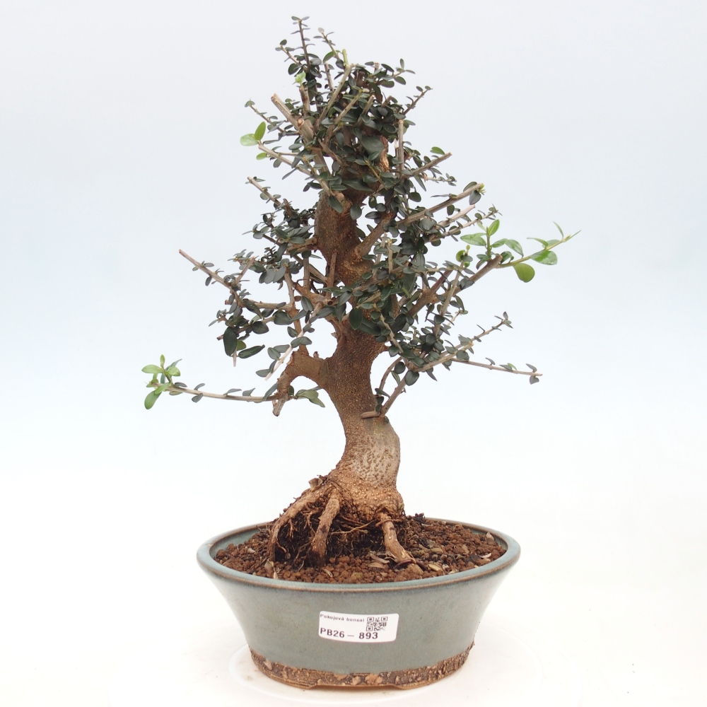 Beltéri bonsai - Olea europaea sylvestris
