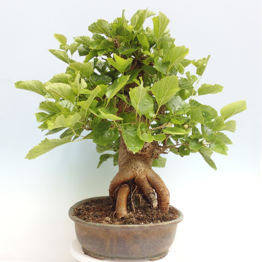 Kültéri bonsai -Morus alba - eperfa