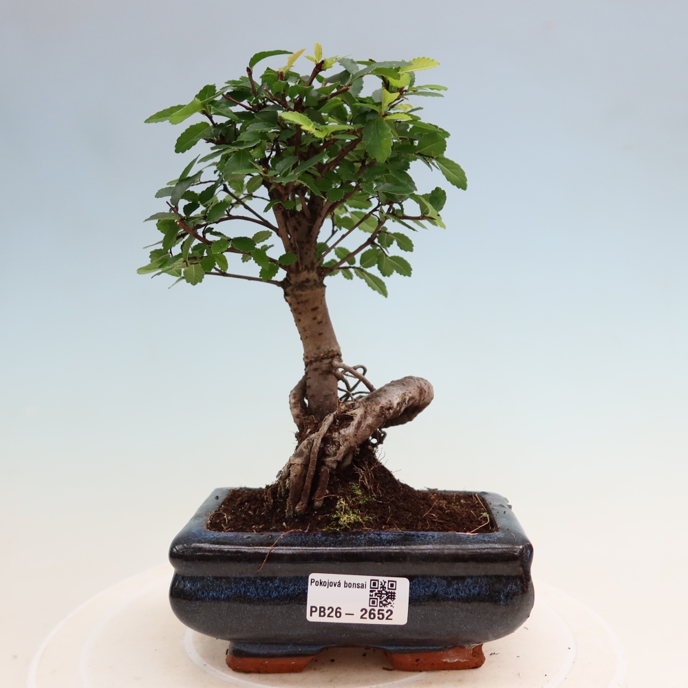 Szobai bonsai - Ulmus parvifolia - Kislevelű szilfa