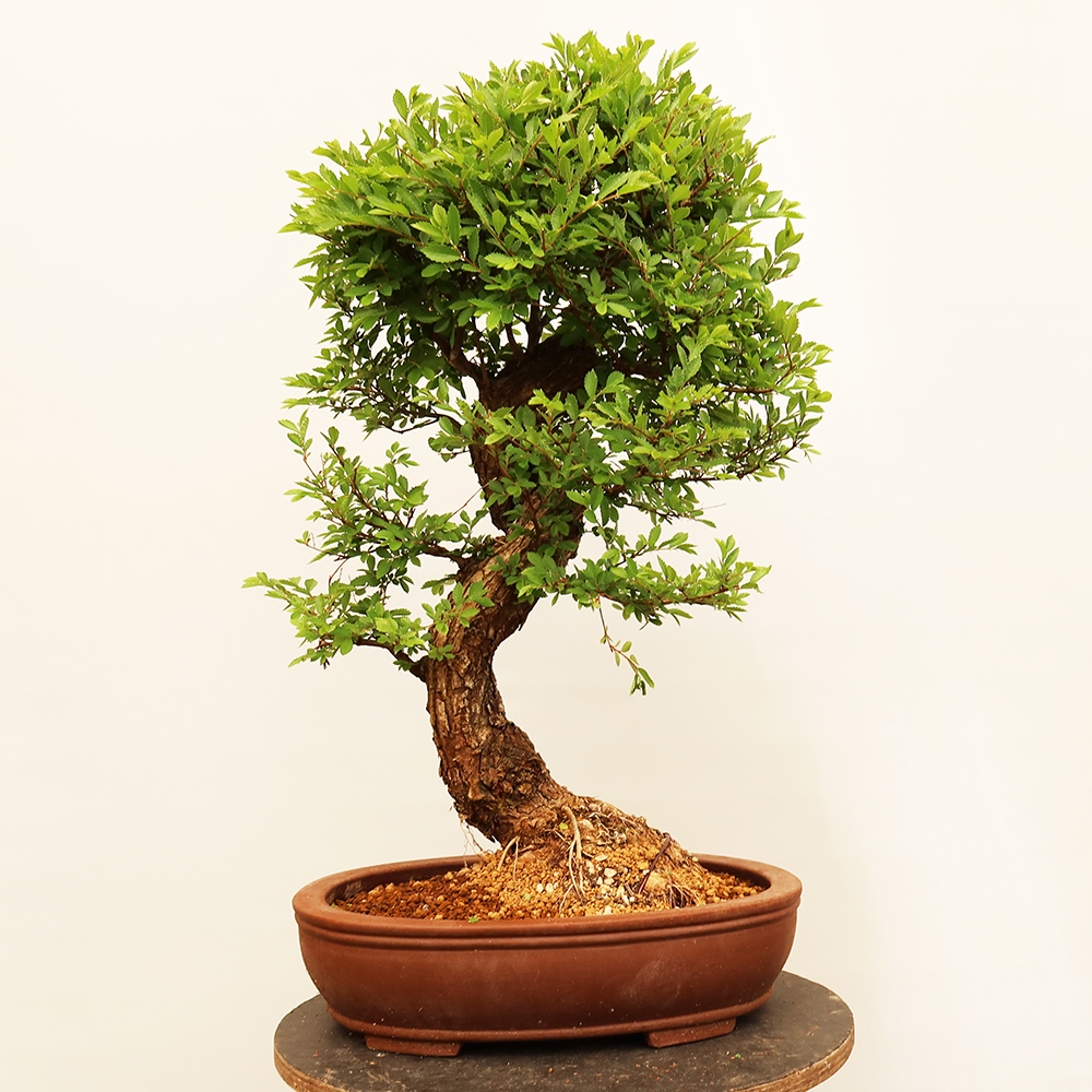 Kültéri bonsai - Zelkova - Zelkova NIRE