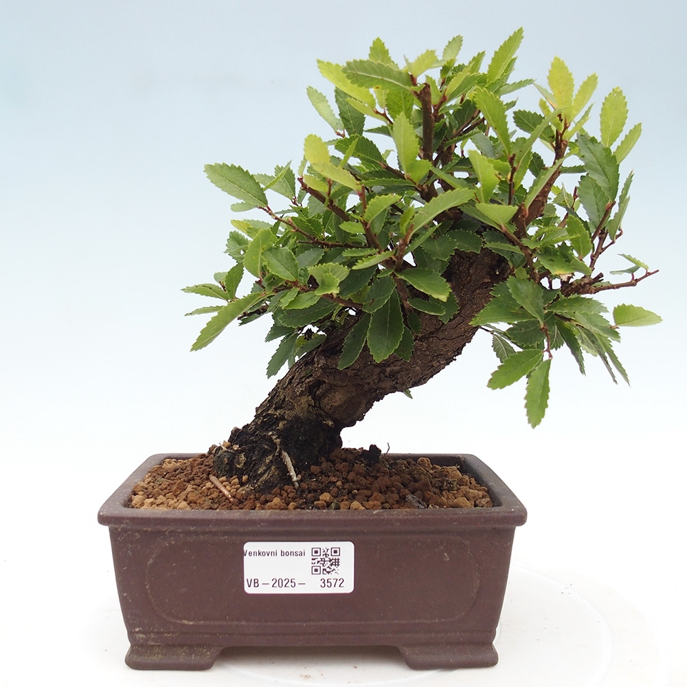 Kültéri bonsai - Zelkova - Zelkova NIRE
