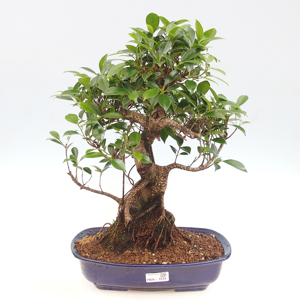 Szobai bonsai - Ficus kimmen - kislevelű fikusz