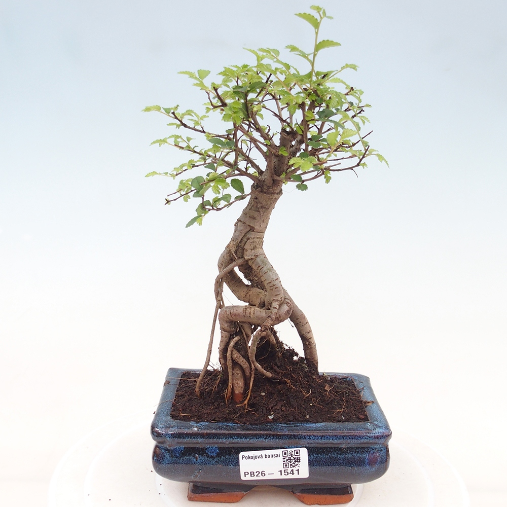 Szobai bonsai - Ulmus parvifolia - Kislevelű szilfa