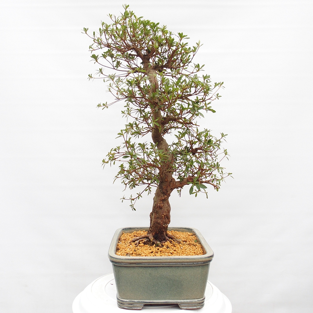 Kültéri bonsai - Japán azálea - Azalea satsuki