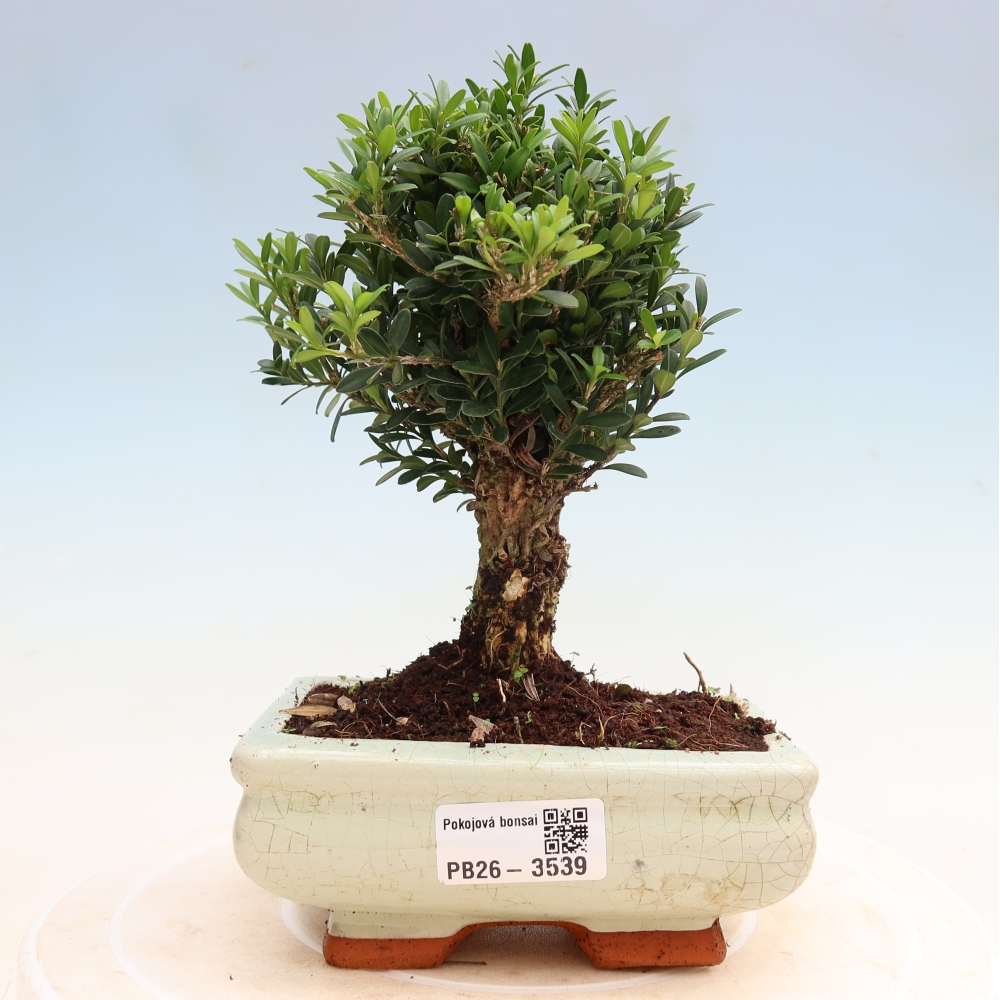 Szobai bonsai - Buxus harlandii - parafa buxus