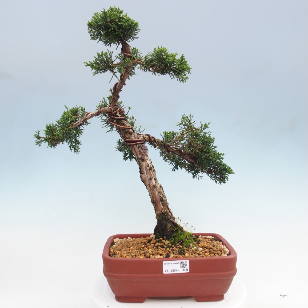 Kültéri bonsai - Juniperus chinensis Kishu