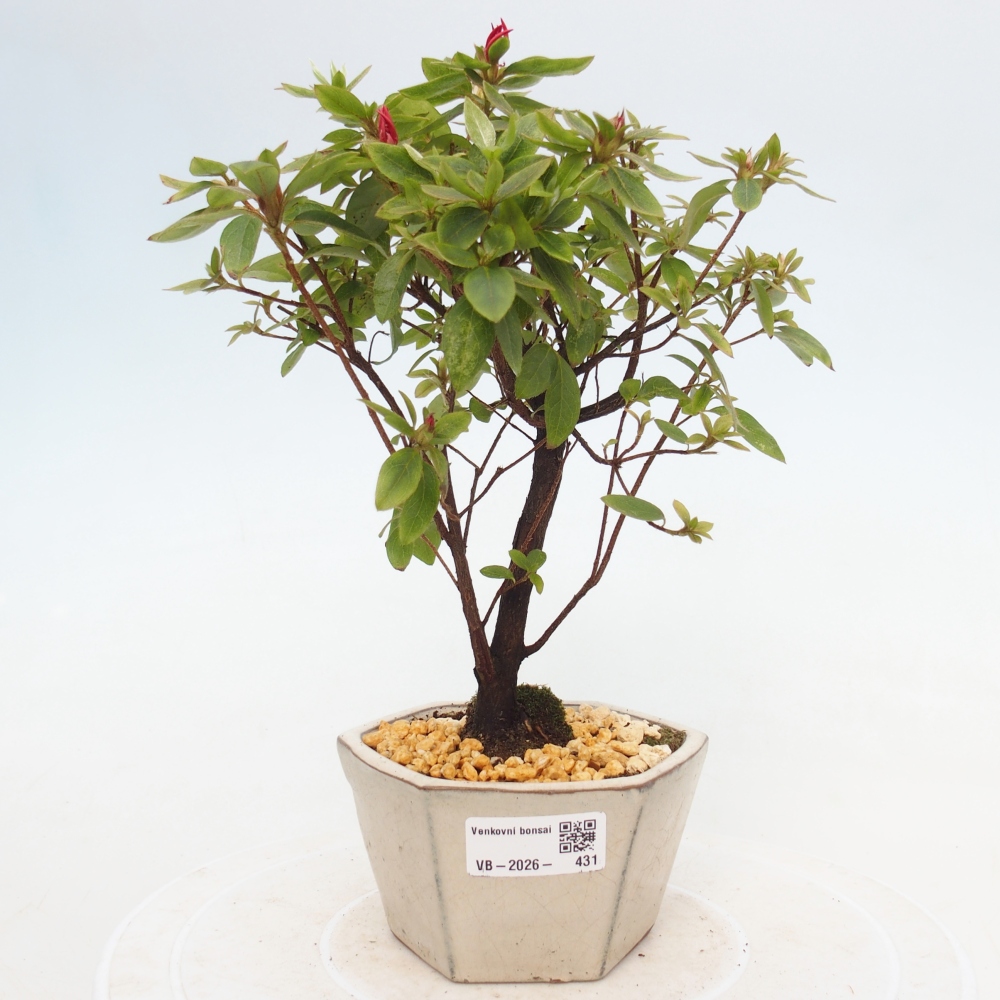 Kültéri bonsai - japán azálea - Azalea sp.