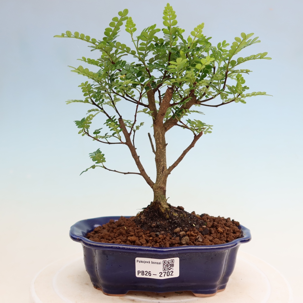 Szobai bonsai - Zantoxylum piperitum - borsfa