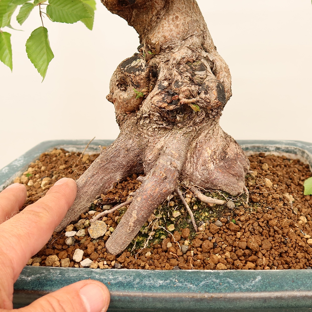 Kültéri bonsai -Carpinus Coreana - Koreai gyertyánfa