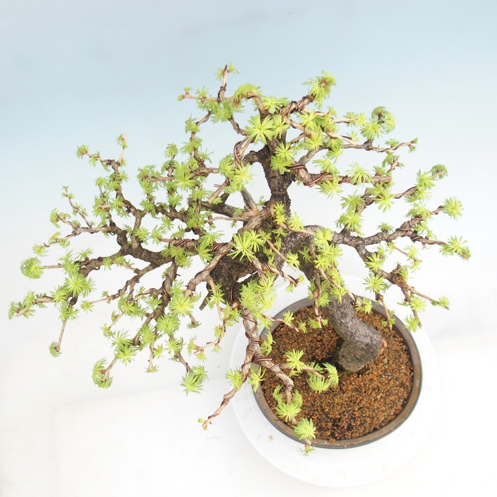 Kültéri bonsai - Larix decidua - vörösfenyő