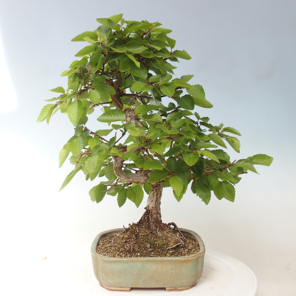 Kültéri bonsai -Carpinus CARPINOIDES - Koreai gyertyánfa
