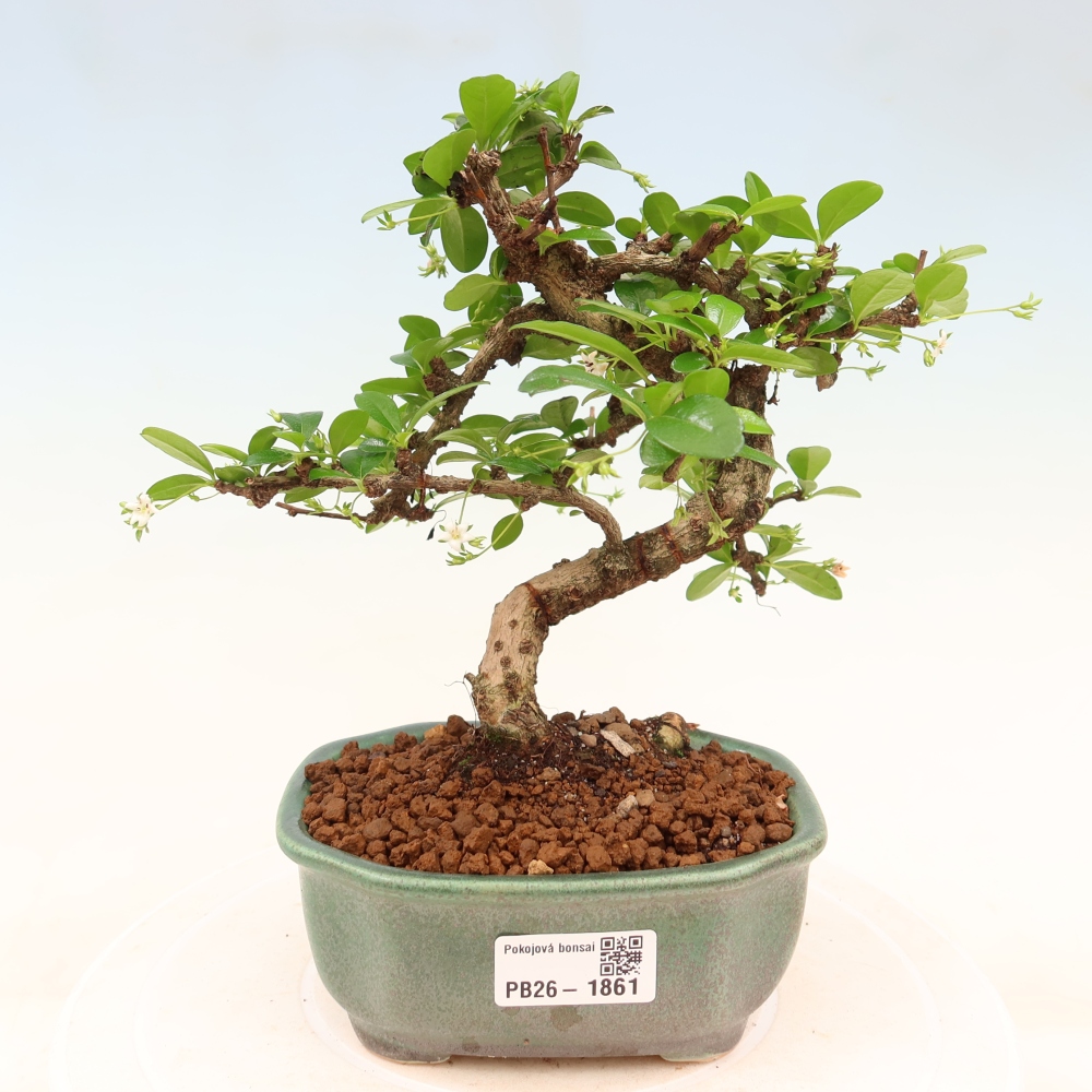 Szobai bonsai - Carmona macrophylla - Tea fuki