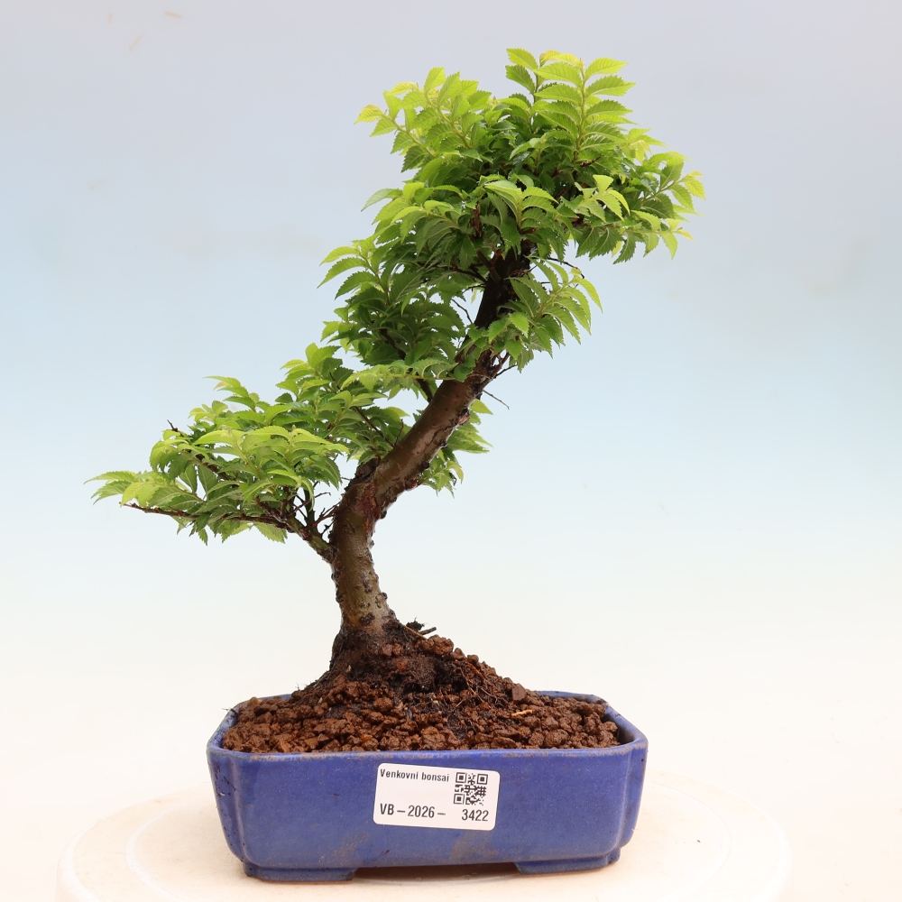 Kültéri bonsai – Ulmus Jacqueline Hillier – Gyönyörű szil