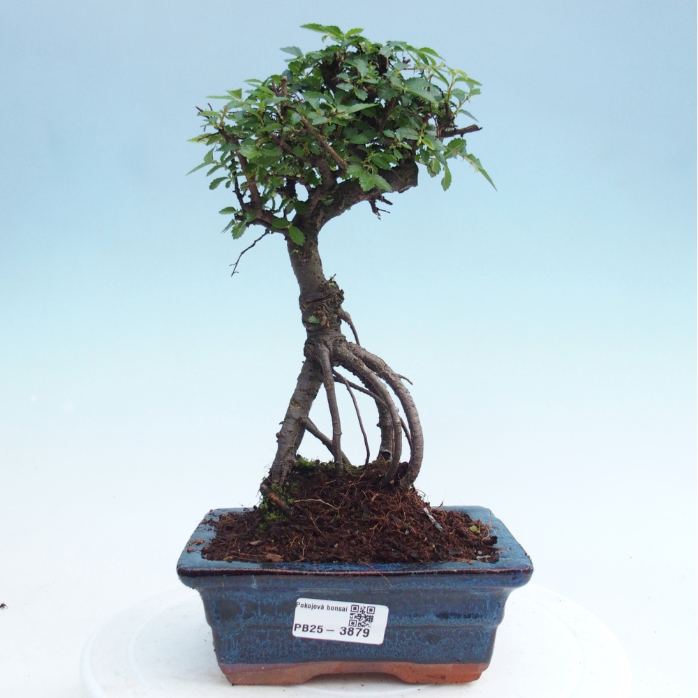 Szobai bonsai - Ulmus parvifolia - Kislevelű szilfa