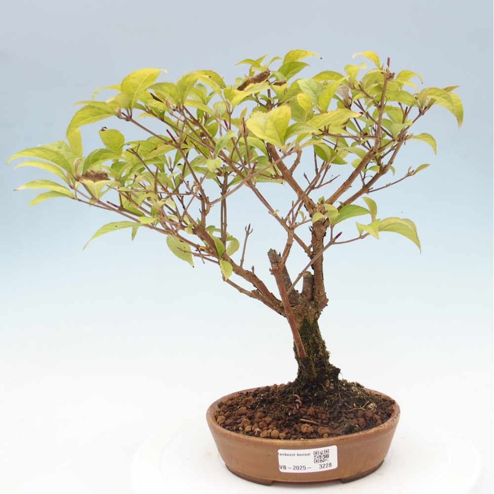 Kültéri bonsai - Callicarpa japonica