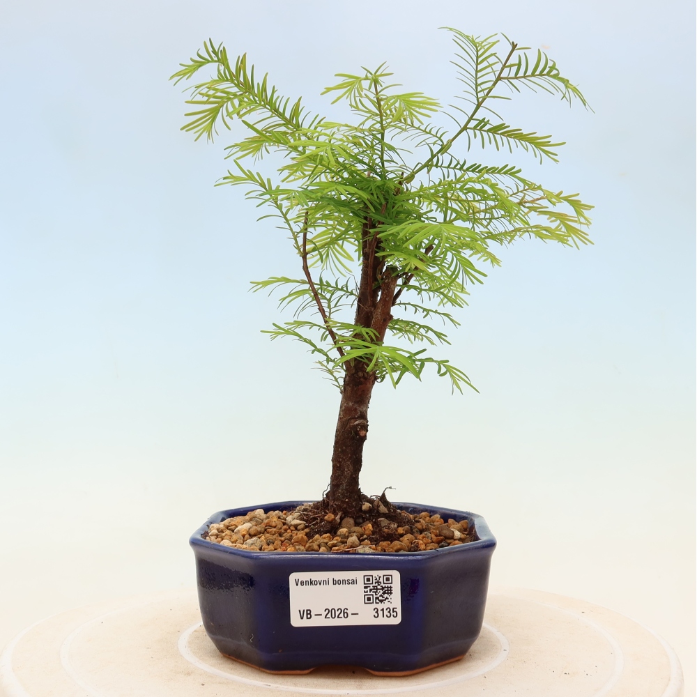 Kültéri bonsai - Metasequoia glyptostroboides - Kínai metasequoia