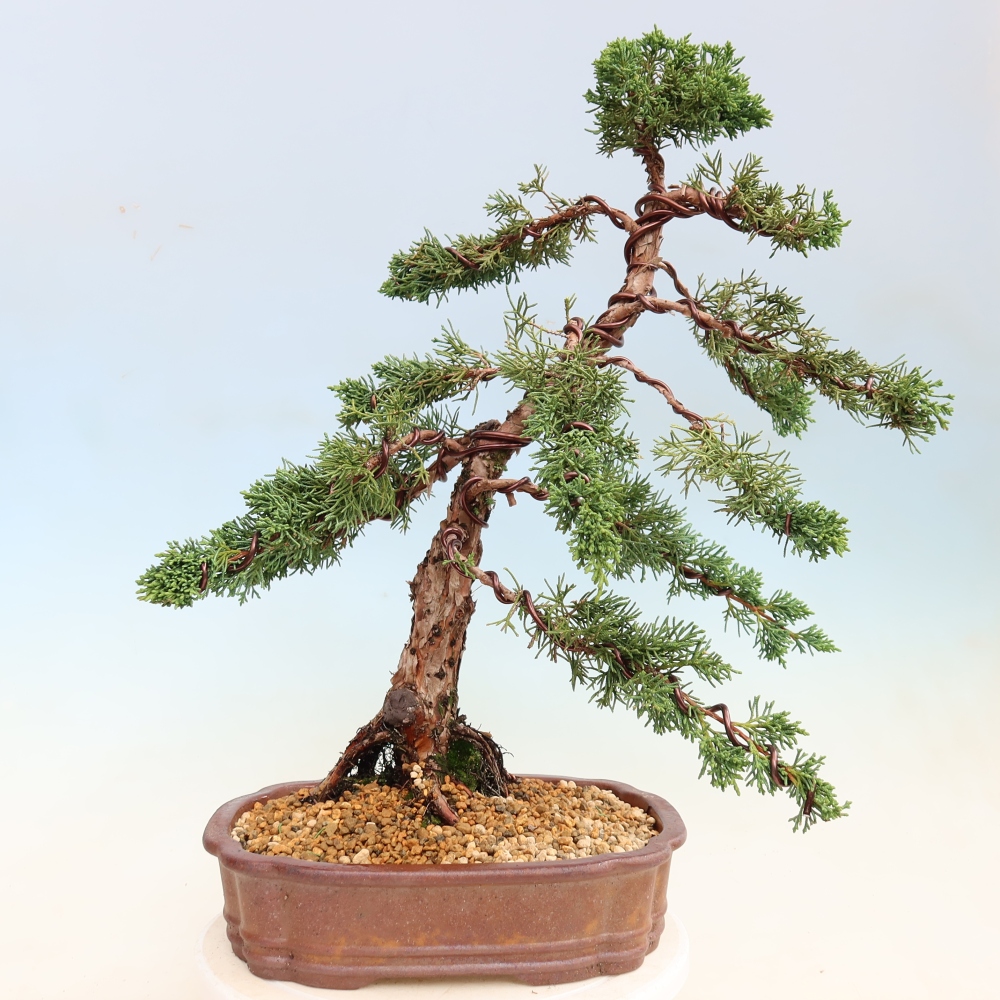 Kültéri bonsai - Juniperus chinensis Kishu