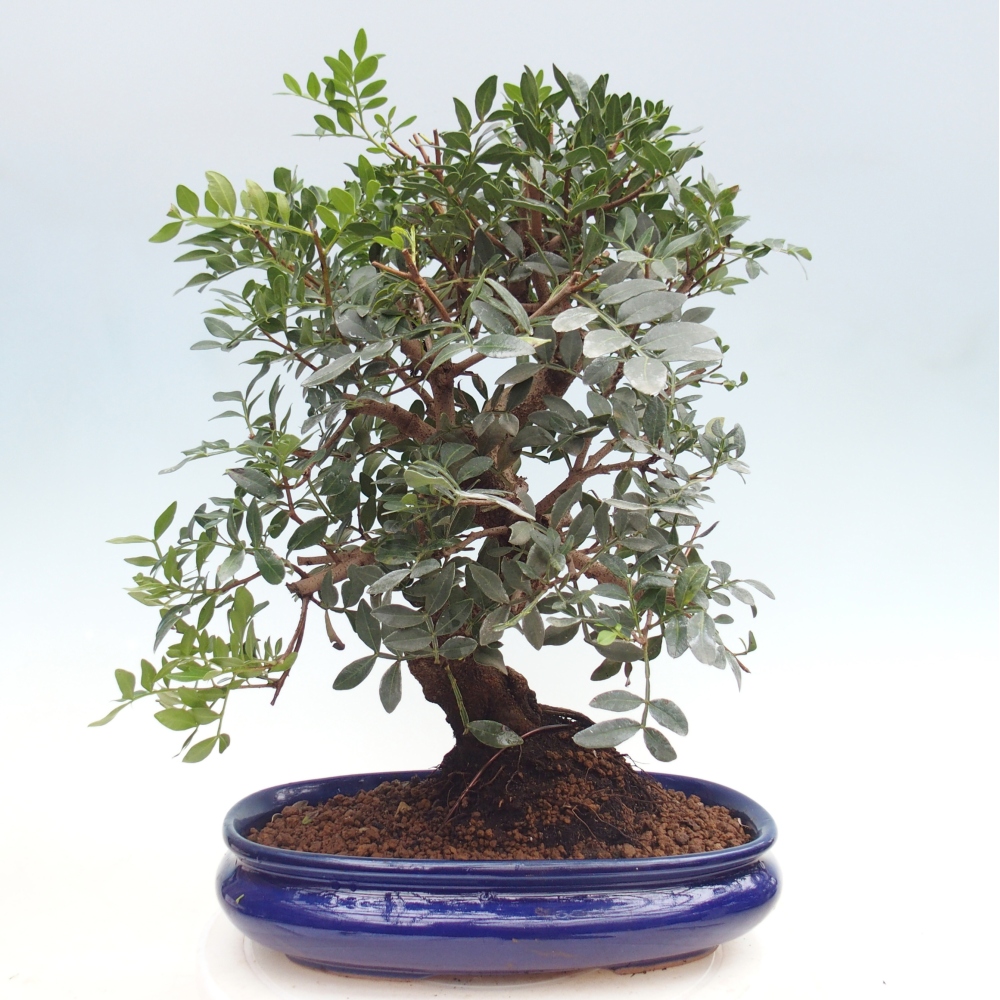 Szoba bonsai - Pisztácia