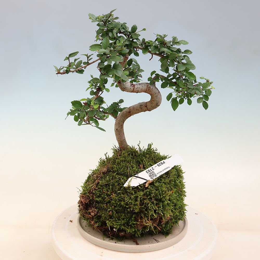 Kokedama alátéttel – Ulmus parvifolia – kicsilevelű szil