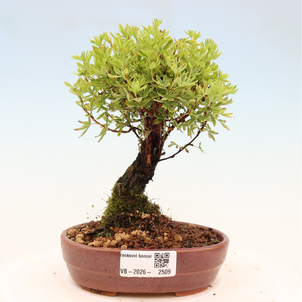 Kültéri bonsai - Potentila fruticosa