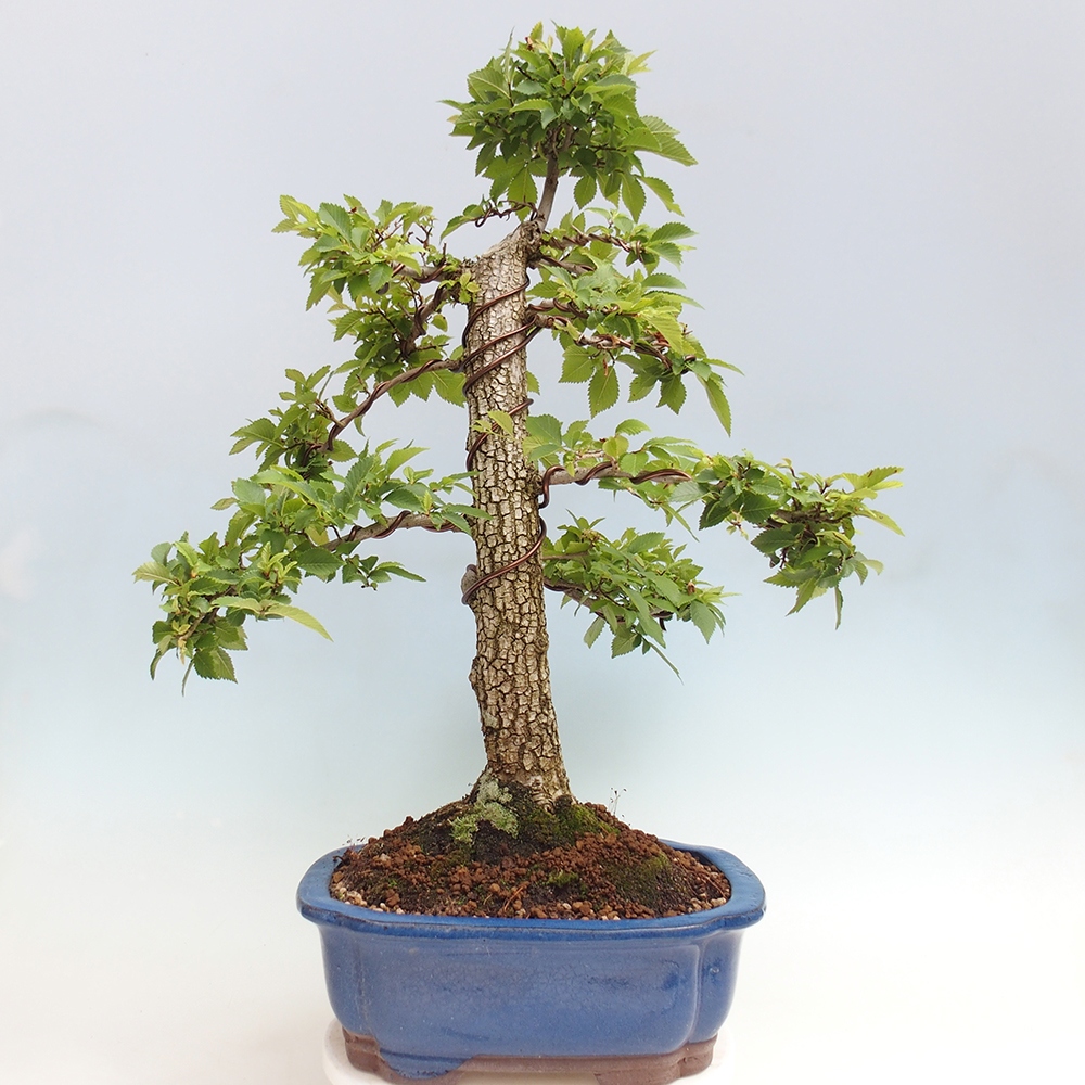 Kültéri bonsai - Zelkova - Zelkova NIRE