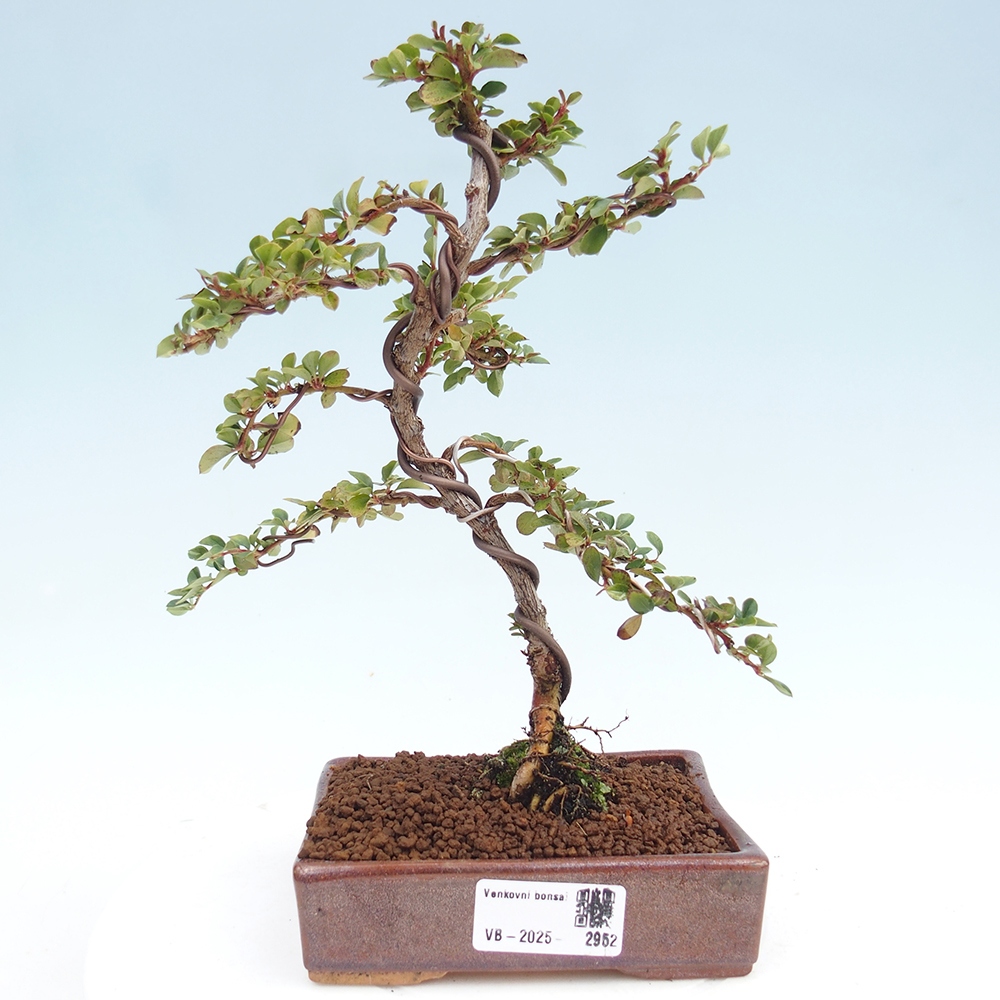 Kültéri bonsai - Cotoneaster horizontalis - Rocky Mountain