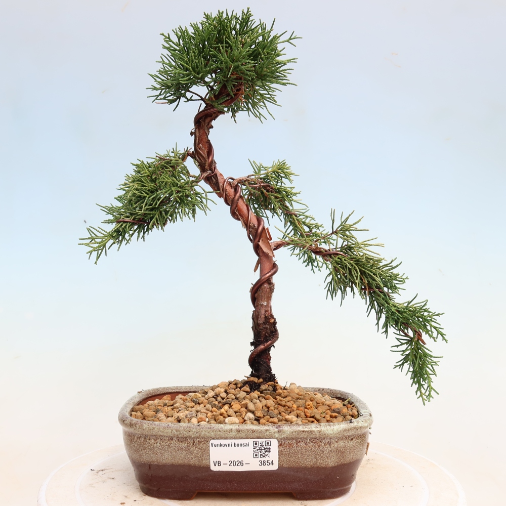 Kültéri bonsai - Juniperus chinensis Kishu