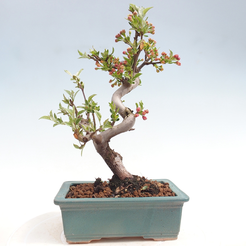 Kültéri bonsai - Malus sargentii - Kis gyümölcsű almafa