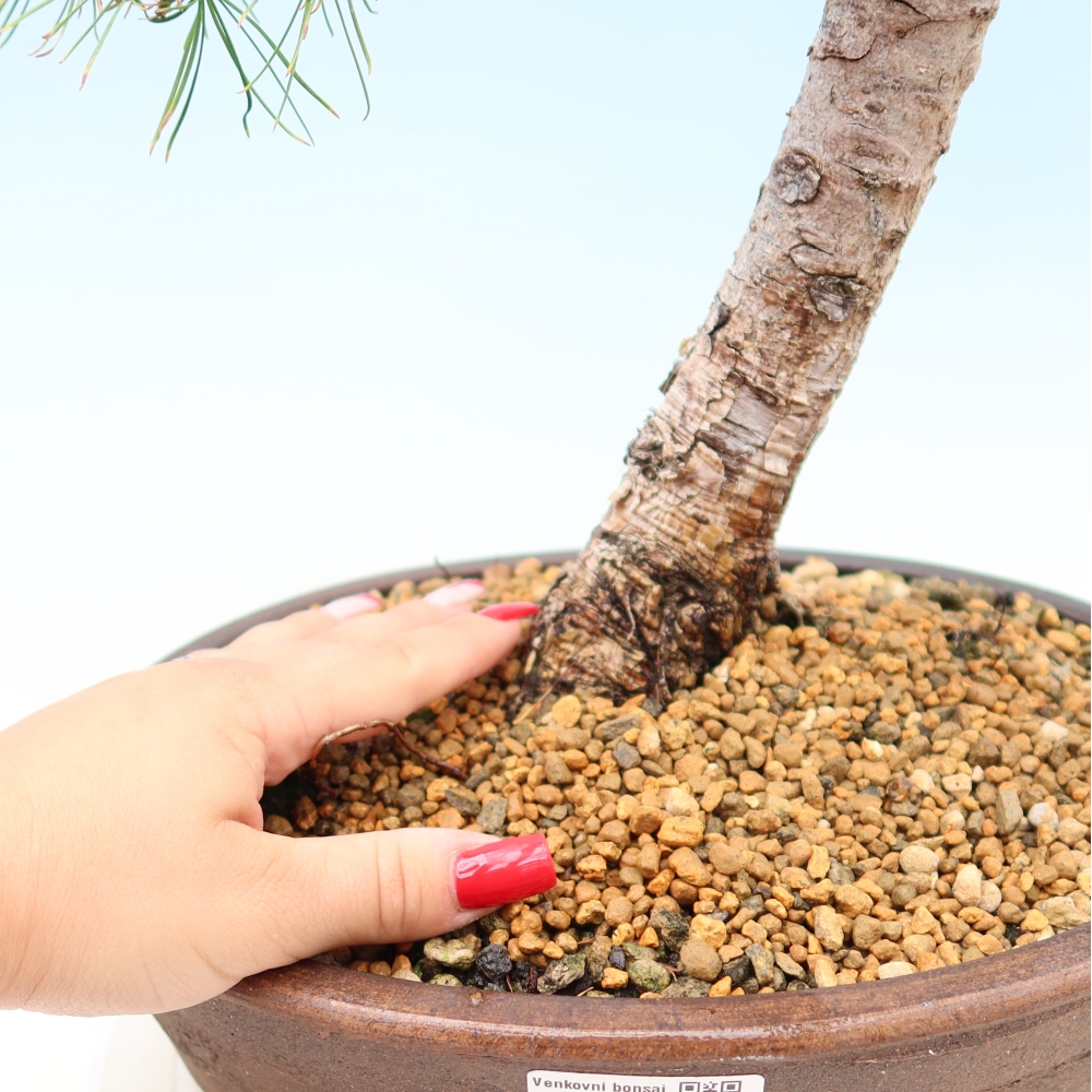 Kültéri bonsai - Larix decidua - vörösfenyő