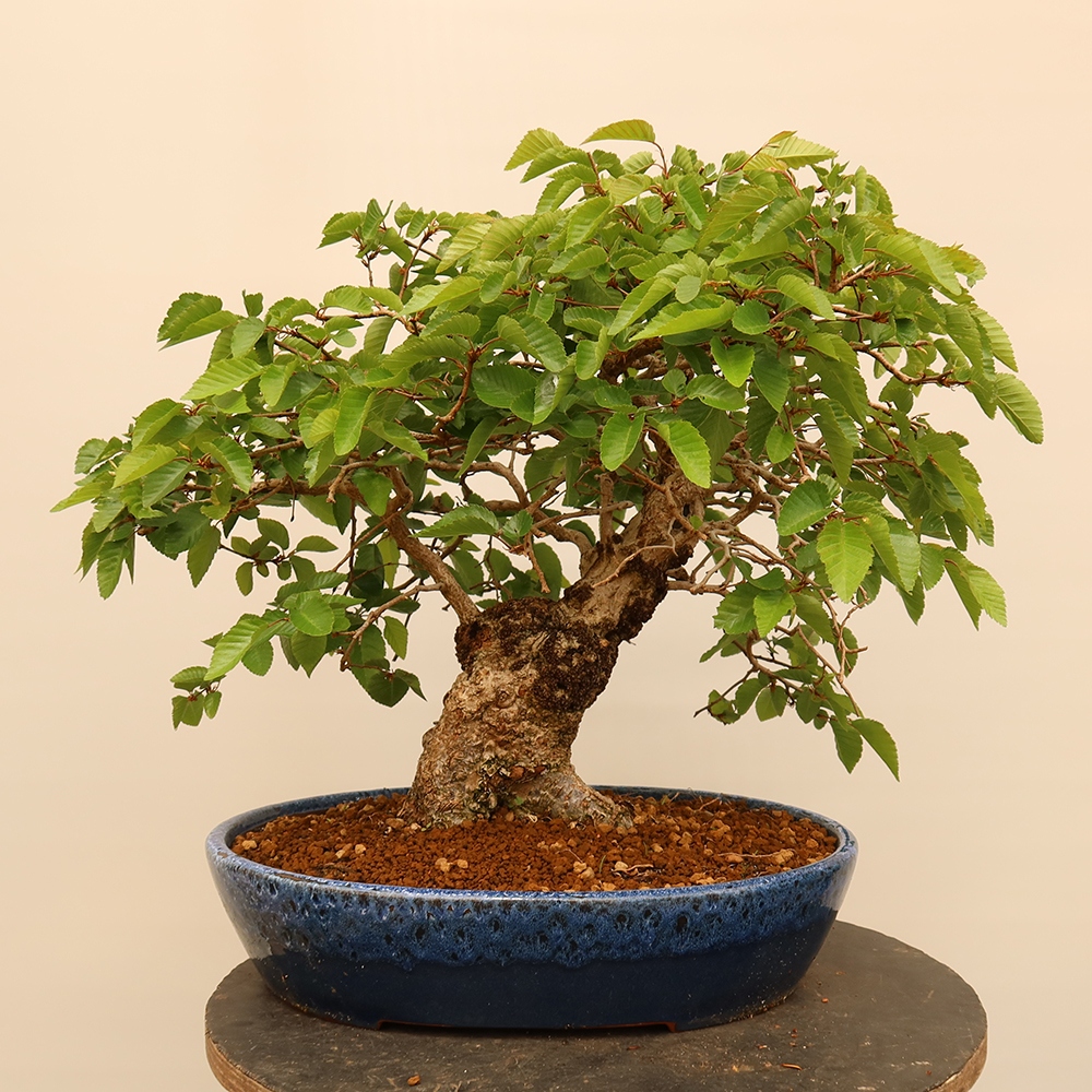 Kültéri bonsai -Carpinus Coreana - Koreai gyertyánfa