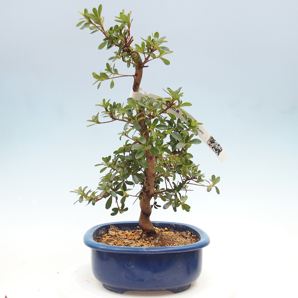 Kültéri bonsai - Japán azálea - Azálea Asahi-no-izumi