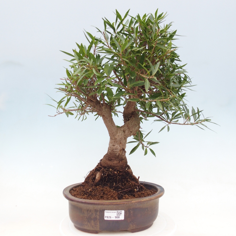 Szobai bonsai - Ficus nerifolia - kislevelű fikusz