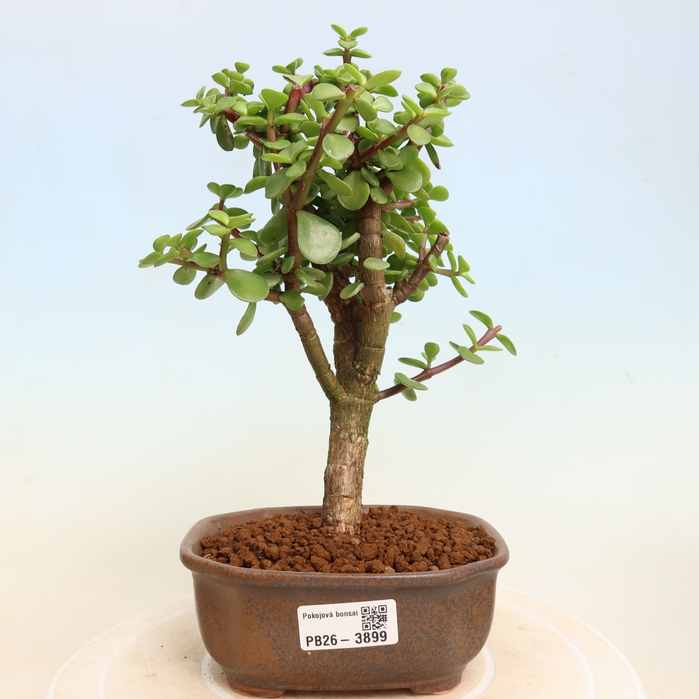 Szoba bonsai - Portulakaria Afra - Tlustice
