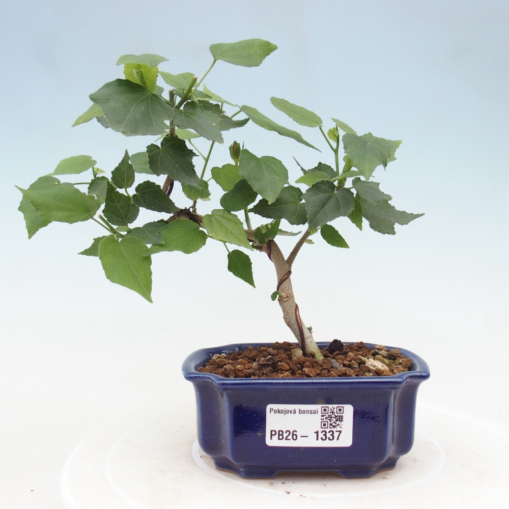 Beltéri bonsai - Malvaviscus arboreus