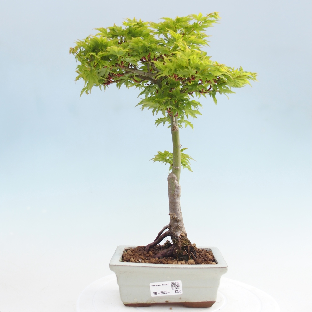 Kültéri bonsai -Javor pálma Acer palmatum Shishigashira