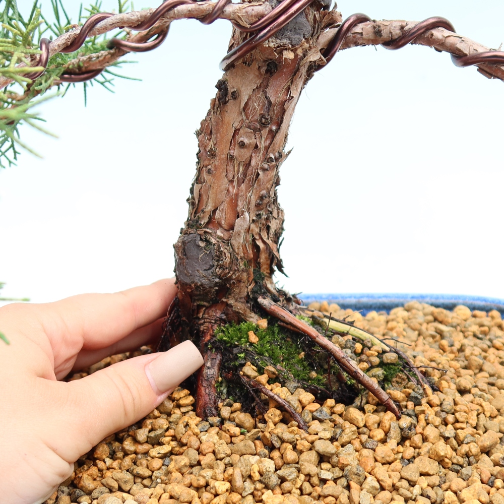 Kültéri bonsai - Juniperus chinensis Kishu