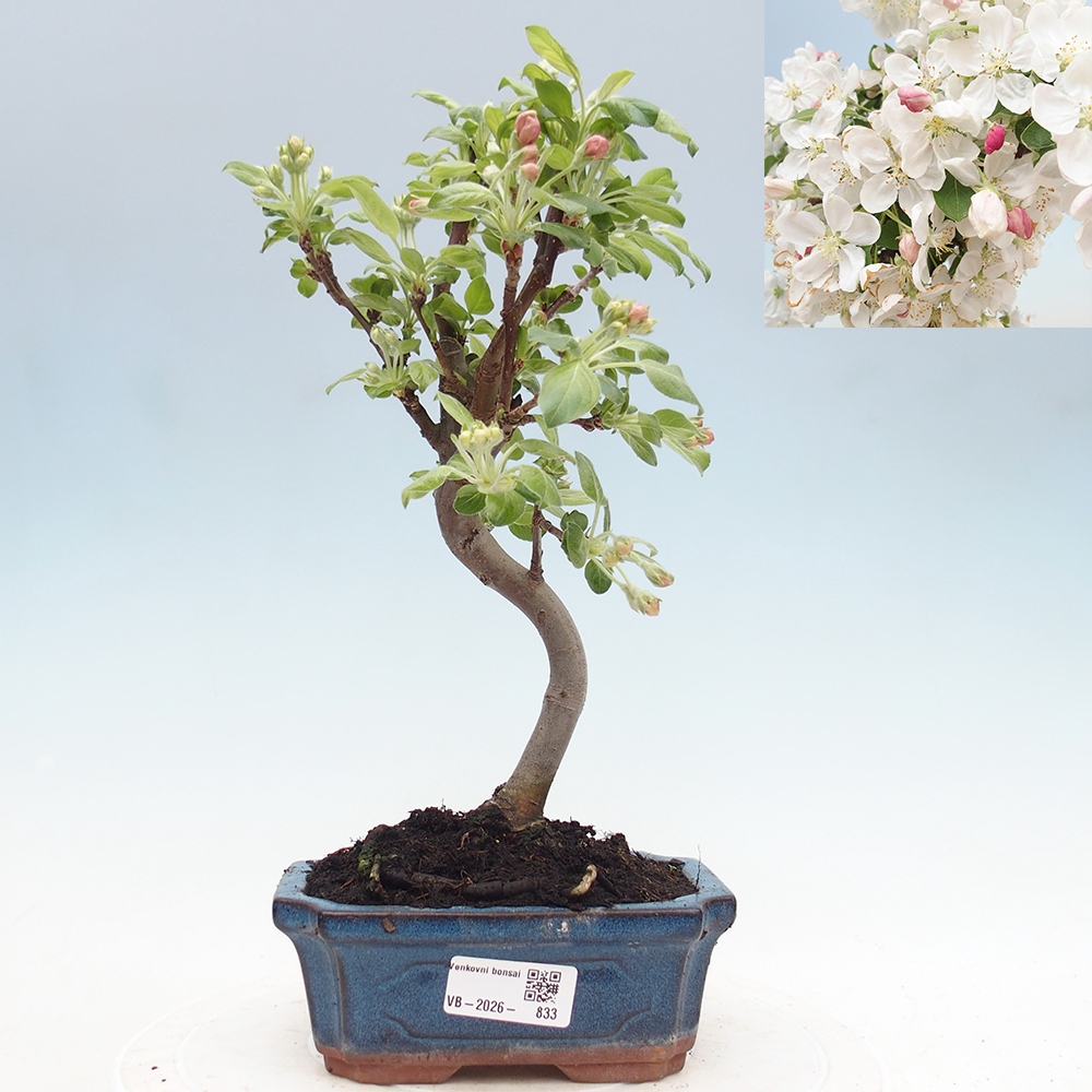 Kültéri bonsai -Malus halliana - Kis gyümölcsű almafa
