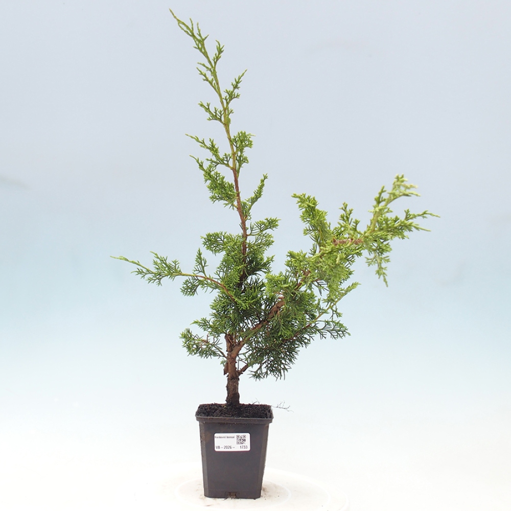 Kültéri bonsai - Juniperus chinensis Itoigawa