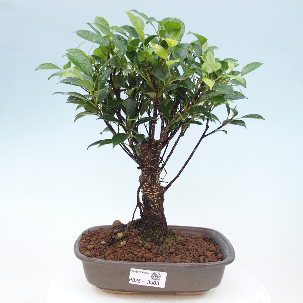 Szobai bonsai - Ficus retusa - kislevelű fikusz