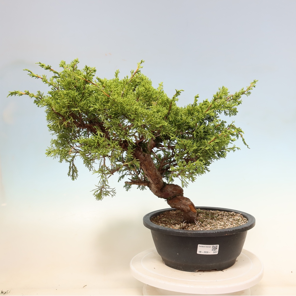 Kültéri bonsai - Juniperus chinensis Itoigawa-Juniperus chinensis