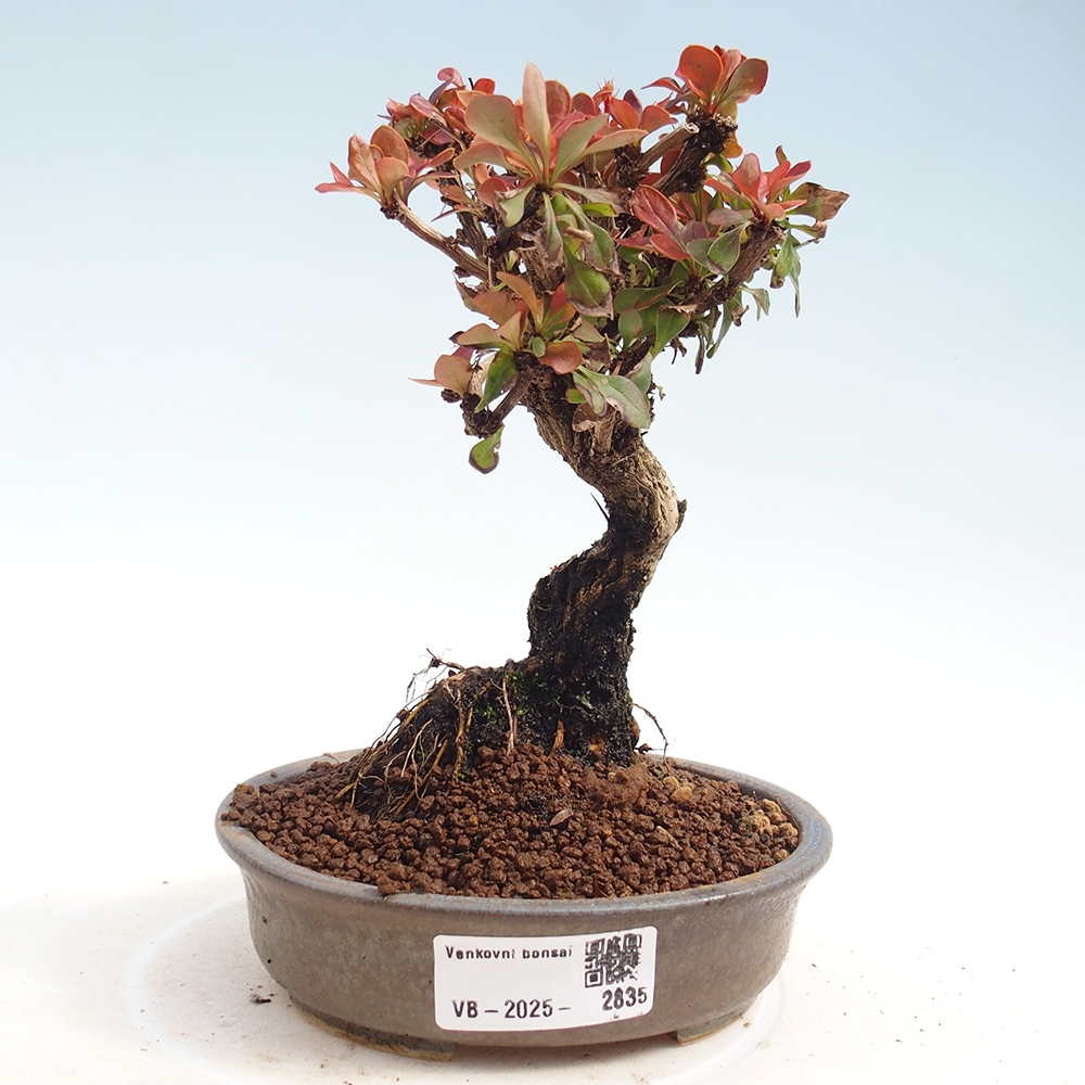 Kültéri bonsai - Berberis Thunbergii Bagatelle