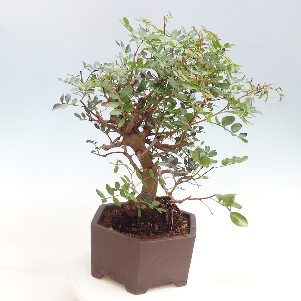Szoba bonsai - Pisztácia
