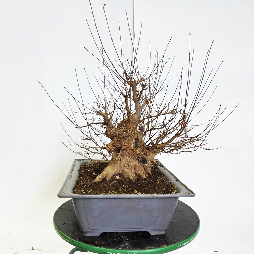 Kültéri bonsai juhar Burger - Acer Burgeriana