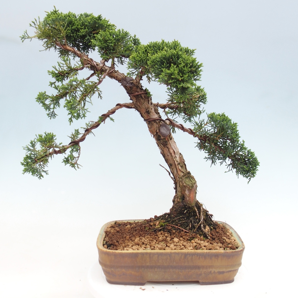 Kültéri bonsai - Juniperus chinensis Kishu