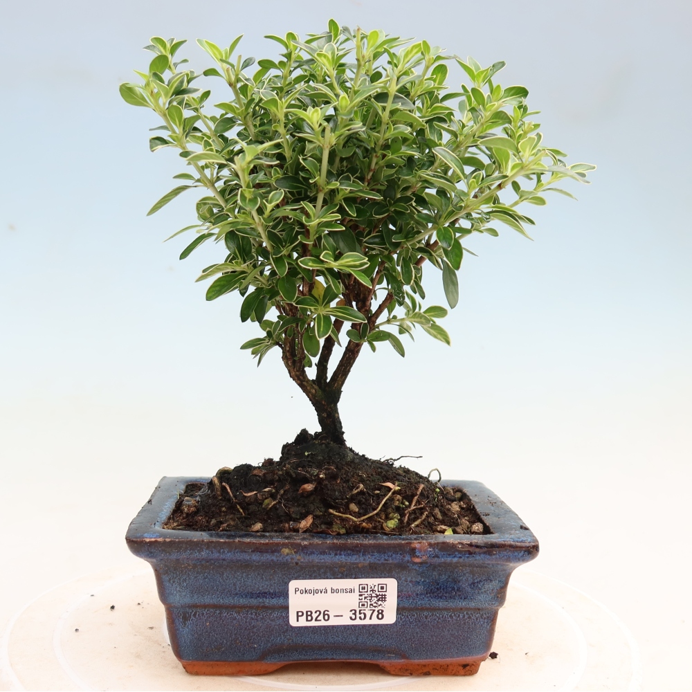Szobai bonsai - Serissa foetida Variegata - Az ezer csillag fája