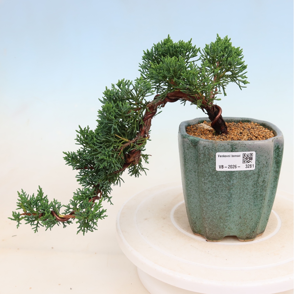 Kültéri bonsai - Juniperus chinensis Kishu
