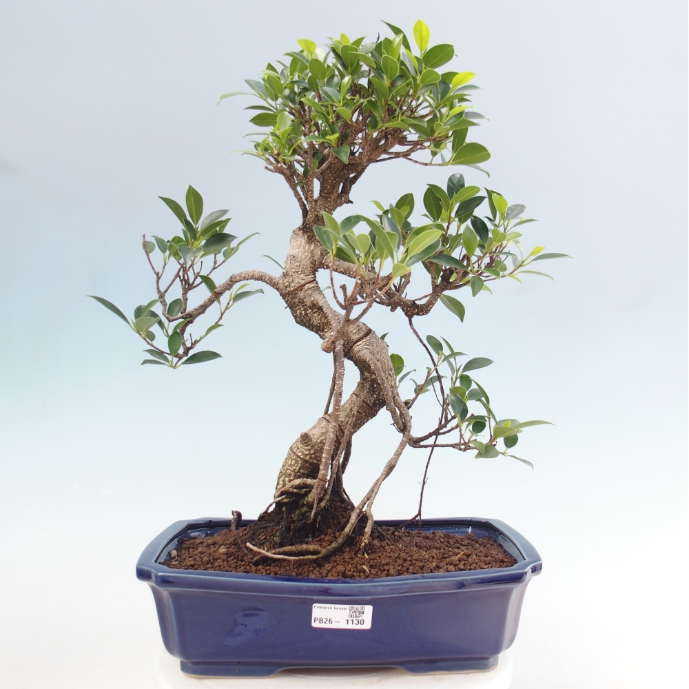 Szobai bonsai - Ficus kimmen - kislevelű fikusz